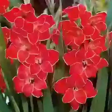 Atom